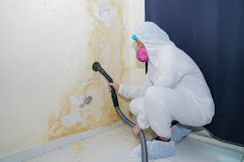 Best Mold Prevention Services  in Belle Isle, FL